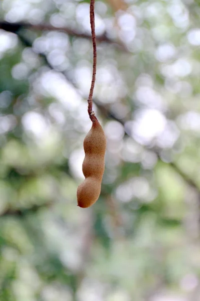 Tamarindo Tamarindo Fresco Joven Árbol Tamarindo Enfoque Selectivo — Foto de Stock