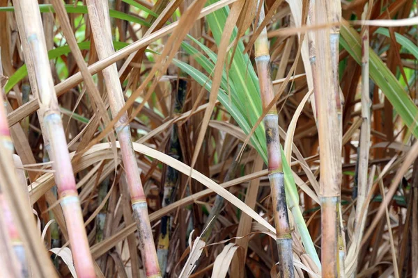 신선한 사탕수수 사탕수수 사탕수수 지팡이 사탕수수 — 스톡 사진