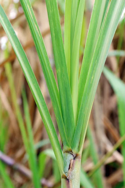 Zuckerrohrblätter Aus Frischen Grünen Nahaufnahmen Zuckerrohranbau Zuckerrohrplantage — Stockfoto