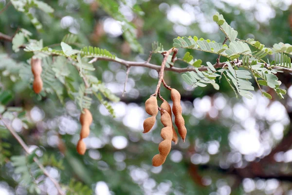 Tamarind Tamarind Свіжий Молодий Дереві Tamarind Вибірковий Фокус — стокове фото