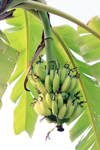 Plátano Manojo Verde Árbol Naturaleza Plátano — Foto de Stock