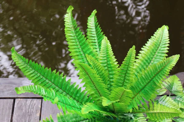 蕨类植物塑料绿色装饰背景木和水池塘 — 图库照片
