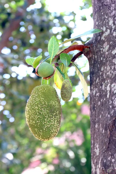nefesi, nefesi ağaç üzerinde küçük nefesi