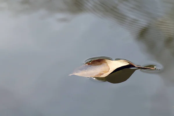 Folhas Secas Flutuando Natureza Onda Água Superfície Fundo Água Foco — Fotografia de Stock