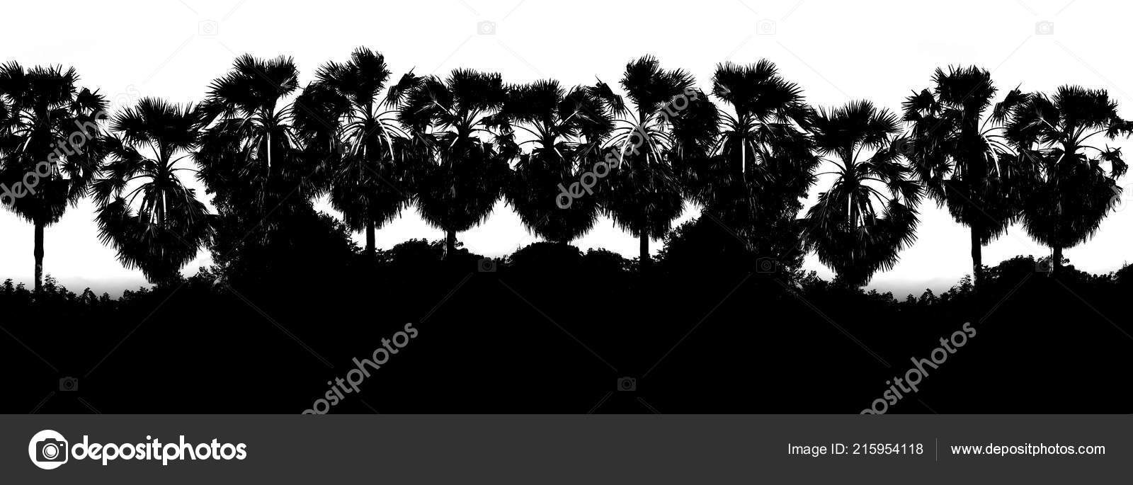 Black White Color Wallpaper Black White Color Row Sugar Palm