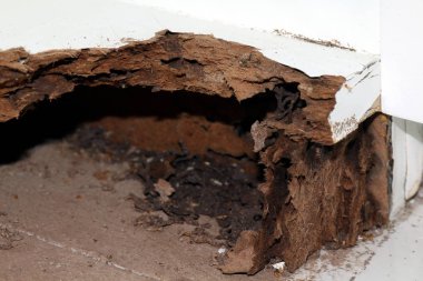 yuva termit, arka planını yuva termit, zarar görmüş ahşap termit veya beyaz karınca (seçici odak tarafından yemiş)