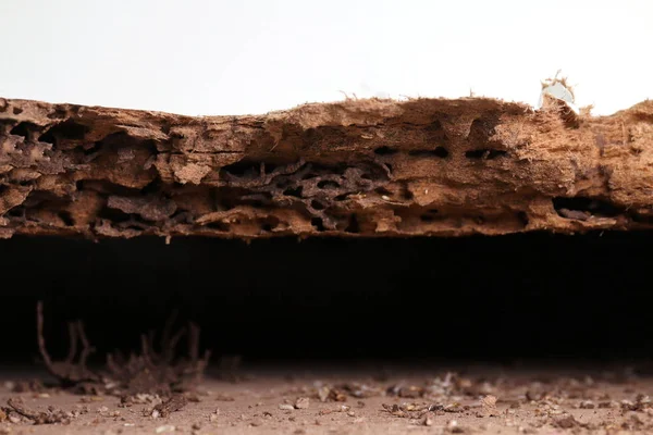 nest termite, background of nest termite, damaged wooden eaten by termite or white ant (selective focus)