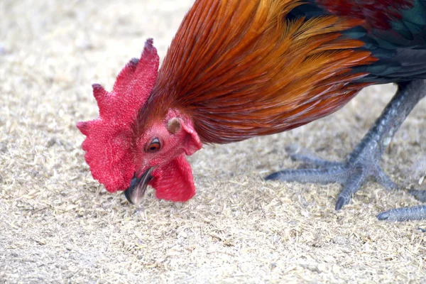 Gallo Polla Comer Cereal Enfoque Selectivo Gallo Polla Pollo Cerca — Foto de Stock