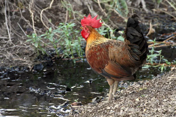 Ung Tupp Kuk Selektivt Fokus — Stockfoto