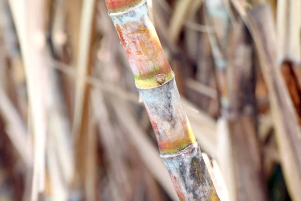 Sugarcane Fresh Plantation Sugarcane Sugarcane Farm Background Sugar Cane Sugarcane — Stock Photo, Image