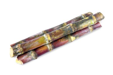 Şeker kamışı, kamışı, şeker kamışı parça taze, şeker kamışı şeker kamışı taze beyaz arka plan üzerinde