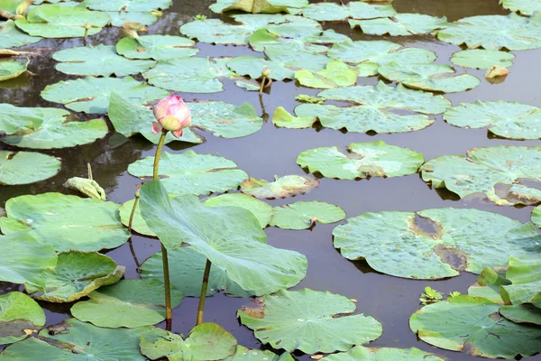 Lotus Folha Lótus Almofada Verde Natureza Água Almofada Lótus Fazenda — Fotografia de Stock