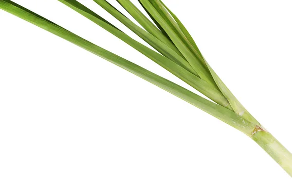 Feuilles Canne Sucre Vert Frais Sur Fond Blanc Feuilles Canne — Photo