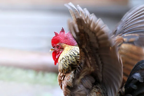 Fladder Kycklinglår Selektiv Fokus Kyckling Höna — Stockfoto