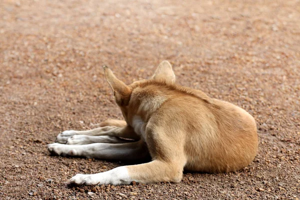 Brown Dog Sleeping Floor See Back Dog Cute — Stock Photo, Image