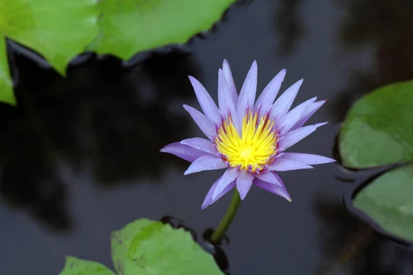 Lotus flower purple, Lotus flower purple pad on water nature, Lotus flower flower pond garden farm, Lotus purple on the surface water