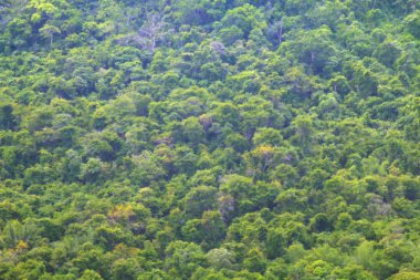 bulanık dağ düştü tam yeşil ağaçlar yeşil orman arka plan, amazon orman ağaç yüksekliği dağ görünümünde, bulanıklık görüntü için orman ağacı üstten görünüm dağda bulanık