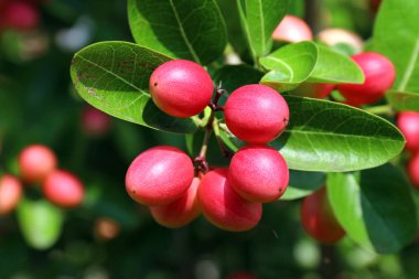 Carissa carandas, Carunda, Karonda Olgun kırmızı ya da pembe renkli, tropikal narenciye karanda veya koromcha meyve, Karanda (veya carunda) taze karanda(or Carunda tohum)
