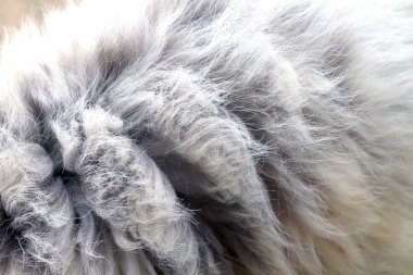 Saç köpek kürk, saç kürk köpek pis, kirli yün kürk köpek, kirli yün kürk arapsaçı yakın (seçici odak kadar doku)
