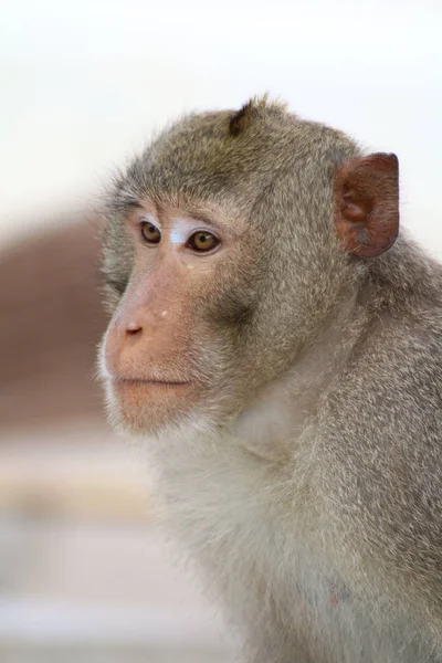 Monkey Monkey Gezicht Portret Jungle Monkey Dicht Omhoog Monkey Ape — Stockfoto