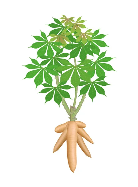 Maniokbaumpflanze Maniokrhizome Isoliert Auf Weißem Hintergrund Maniokwurzeln Unterirdische Pflanzen Maniokplantage — Stockvektor
