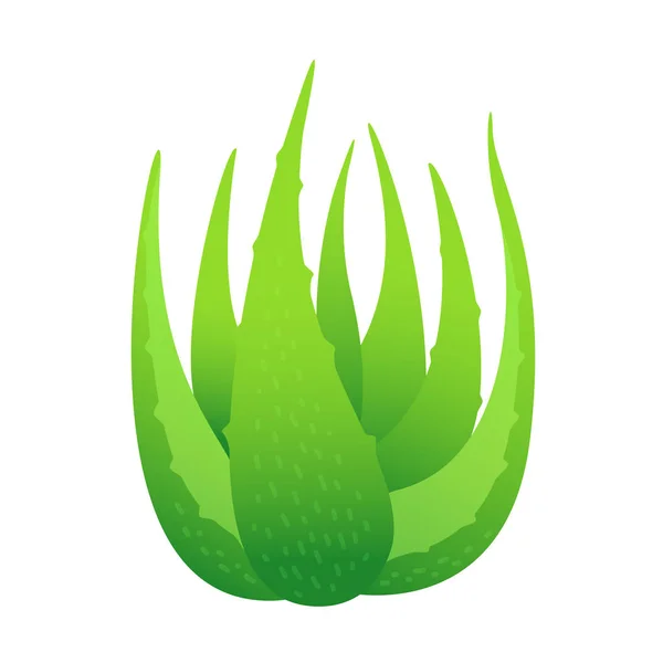 Hojas Aloe Vera Aisladas Sobre Fondo Blanco Clip Art Aloe — Vector de stock