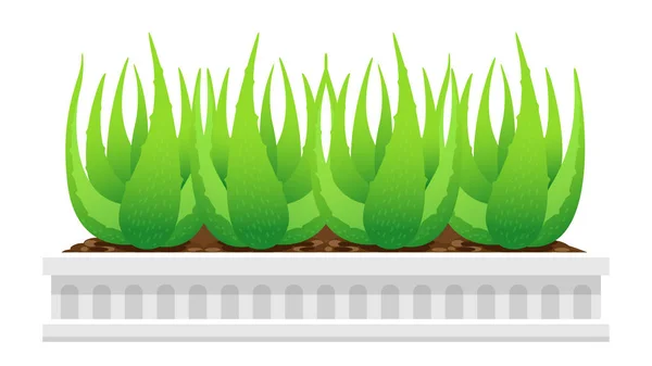 Planta Aloe Vera Vaso Branco Isolado Fundo Branco Clip Arte — Vetor de Stock