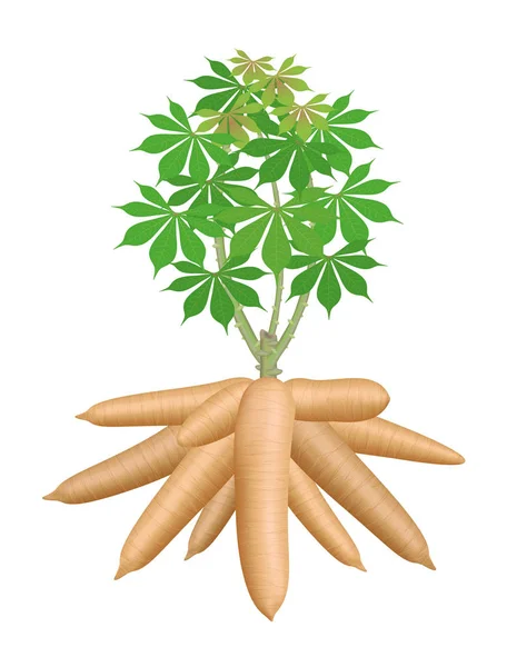 Cassava tree plant, big cassava rhizomes isolated on white background, manioc cassava roots underground plants, cassava plantation, tapioca for flour industry or ethanol industry, tapioca plant nature — Stock Illustration Cassava Tree Plant Big Cassava Rhizomes Isolated White Background Manioc Vector Graphics