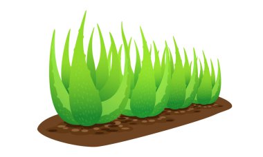 beyaz arka plan üzerinde izole toprak üzerinde aloe vera bitki, aloe vera yaprakları küçük sanat, madde kozmetik krem ürünleri için aloe vera, aloe vera plantasyon çiftliği illüstrasyon gerçekçi küçük resim