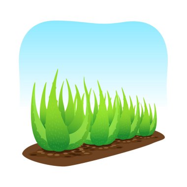 mavi arka plan üzerinde izole toprak üzerinde aloe vera bitki, aloe vera yaprakları küçük sanat, madde kozmetik krem ürünleri için aloe vera, aloe vera plantasyon çiftliği illüstrasyon gerçekçi küçük resim