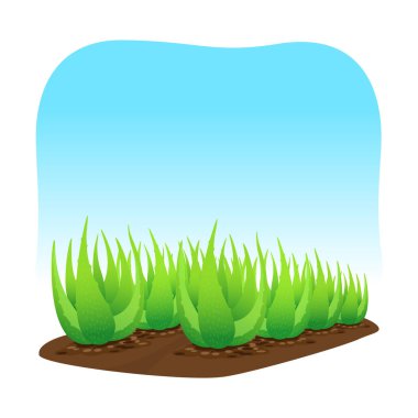 mavi arka plan üzerinde izole toprak üzerinde aloe vera bitki, aloe vera yaprakları küçük sanat, madde kozmetik krem ürünleri için aloe vera, aloe vera plantasyon çiftliği illüstrasyon gerçekçi küçük resim