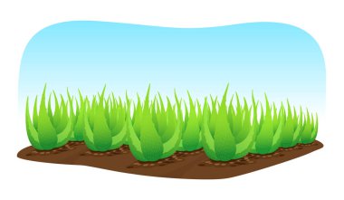 mavi arka plan üzerinde izole toprak üzerinde aloe vera bitki, aloe vera yaprakları küçük sanat, madde kozmetik krem ürünleri için aloe vera, aloe vera plantasyon çiftliği illüstrasyon gerçekçi küçük resim