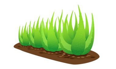 beyaz arka plan üzerinde izole toprak üzerinde aloe vera bitki, aloe vera yaprakları küçük sanat, madde kozmetik krem ürünleri için aloe vera, aloe vera plantasyon çiftliği illüstrasyon gerçekçi küçük resim