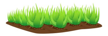 beyaz arka plan üzerinde izole toprak üzerinde aloe vera bitki, aloe vera yaprakları küçük sanat, madde kozmetik krem ürünleri için aloe vera, aloe vera plantasyon çiftliği illüstrasyon gerçekçi küçük resim