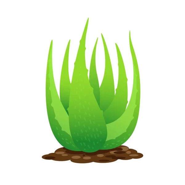 Aloe Vera Roślin Ziemi Białym Tle Clip Art Liści Aloesu — Wektor stockowy