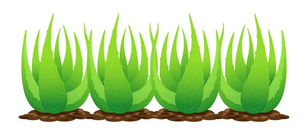 Planta Aloe Vera Solo Isolado Sobre Fundo Branco Clip Arte — Vetor de Stock