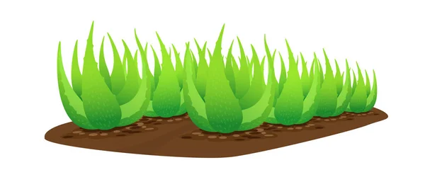 Planta Aloe Vera Suelo Aislado Sobre Fondo Blanco Clip Art — Vector de stock