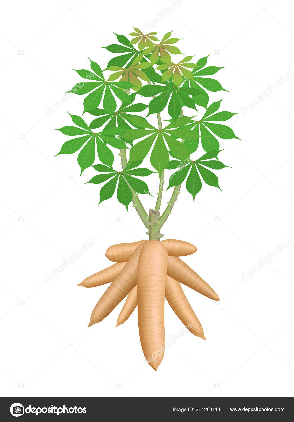 Cassava Plant Cassava Rhizomes Isolated White Background Manioc Stock Vector by 261263114