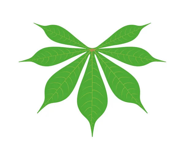 Cassava leaf isolated on white background illustration — Stock Illustration Cassava Leaf Isolated White Background Illustration Royalty Free Stock Illustrations