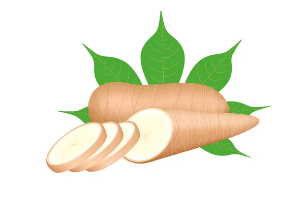 Cassava fresh and leaf isolated on white background, raw cassava cut slice for tapioca flour industry or ethanol industry, pile yucca cassava tuber, raw manioc cassava in top view — Stock Illustration Cassava Fresh Leaf Isolated White Background Raw Cassava Cut Slice Stock Vector