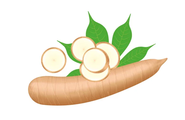 Cassava fresh and leaf isolated on white background, raw cassava cut slice for tapioca flour industry or ethanol industry, pile yucca cassava tuber, raw manioc cassava in top view — Stock Illustration Cassava Fresh Leaf Isolated White Background Raw Cassava Cut Slice Royalty Free Stock Illustrations