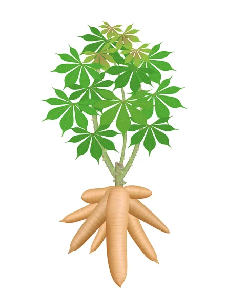 Cassava tree plant, cassava rhizomes isolated on white background, manioc cassava roots underground plants, cassava plantation, tapioca for flour industry or ethanol industry, tapioca plant nature — Stock Illustration Cassava Tree Plant Cassava Rhizomes Isolated White Background Manioc Cassava Royalty Free Stock Vectors