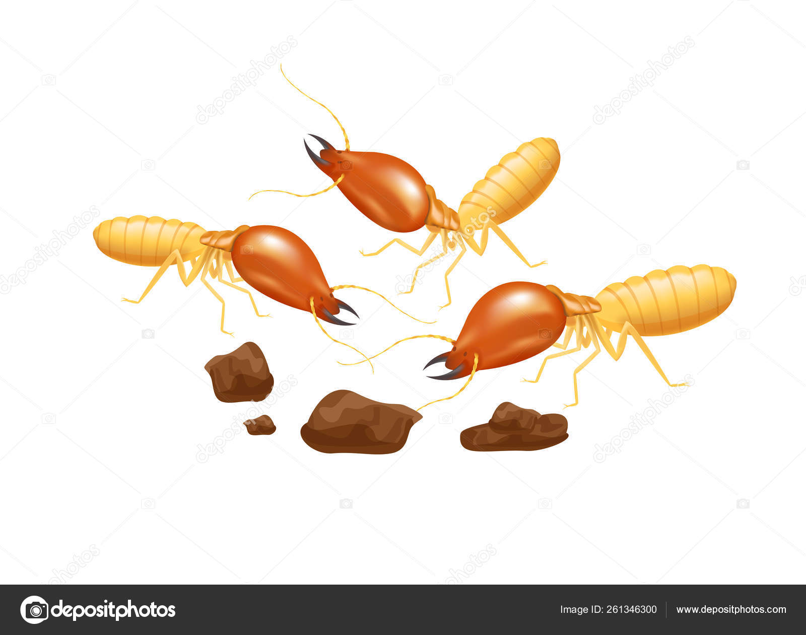 Illustration Termites Isolated White Background Insect Species Termite Ant  Eaten Stock Vector Image by ©cgdeaw #261346300