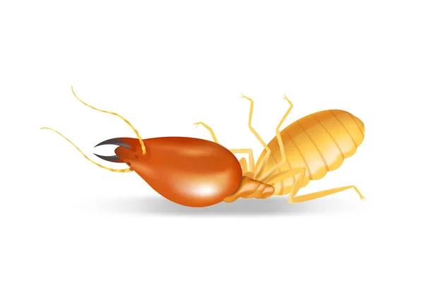 Lumber Beetle Vector Art Stock Images Depositphotos