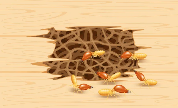 ahşap duvarda termit yuva, yuva nest termit ve ahşap çürüme, yuva termit veya beyaz karınca ile doku ahşap, arka plan hasarlı ahşap kahverengi termit veya beyaz karıncalar tarafından yenen