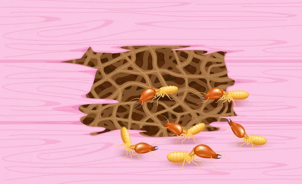 Termites Mur Rose Bois Nid Termites Bois Termite Pourriture Bois — Image vectorielle