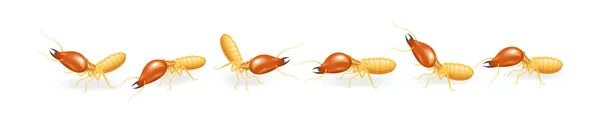 Beyaz Arka Plan Üzerinde Izole Çizgide Yürüyen Termitler Böcek Türleri — Stok Vektör