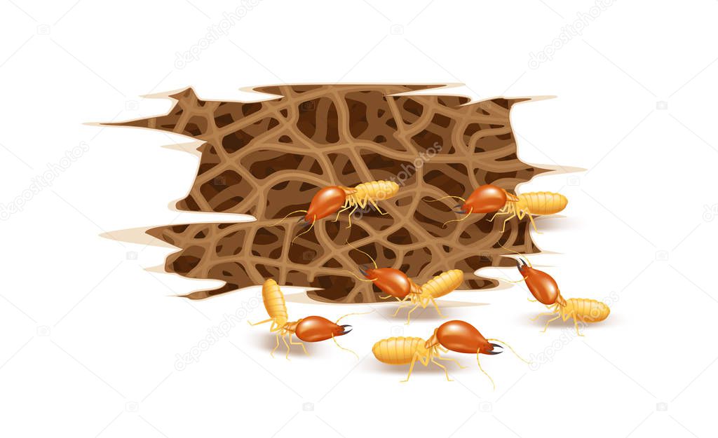 termite nest and wooden burrow damaged isolated on white background, nest termite and wood decay, texture wood with nest termite or white ant, damaged white wooden eaten by termite or white ants