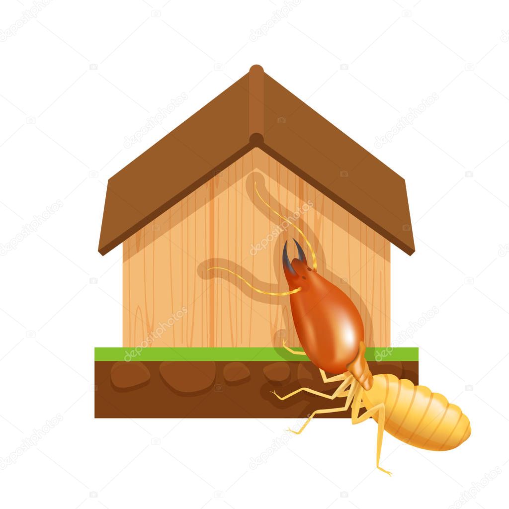 termite and wood house isolated on white background, icon insect species termite ant eaten wood home decay, symbol damaged wooden house form termite eaten, cartoon termite clip art and home