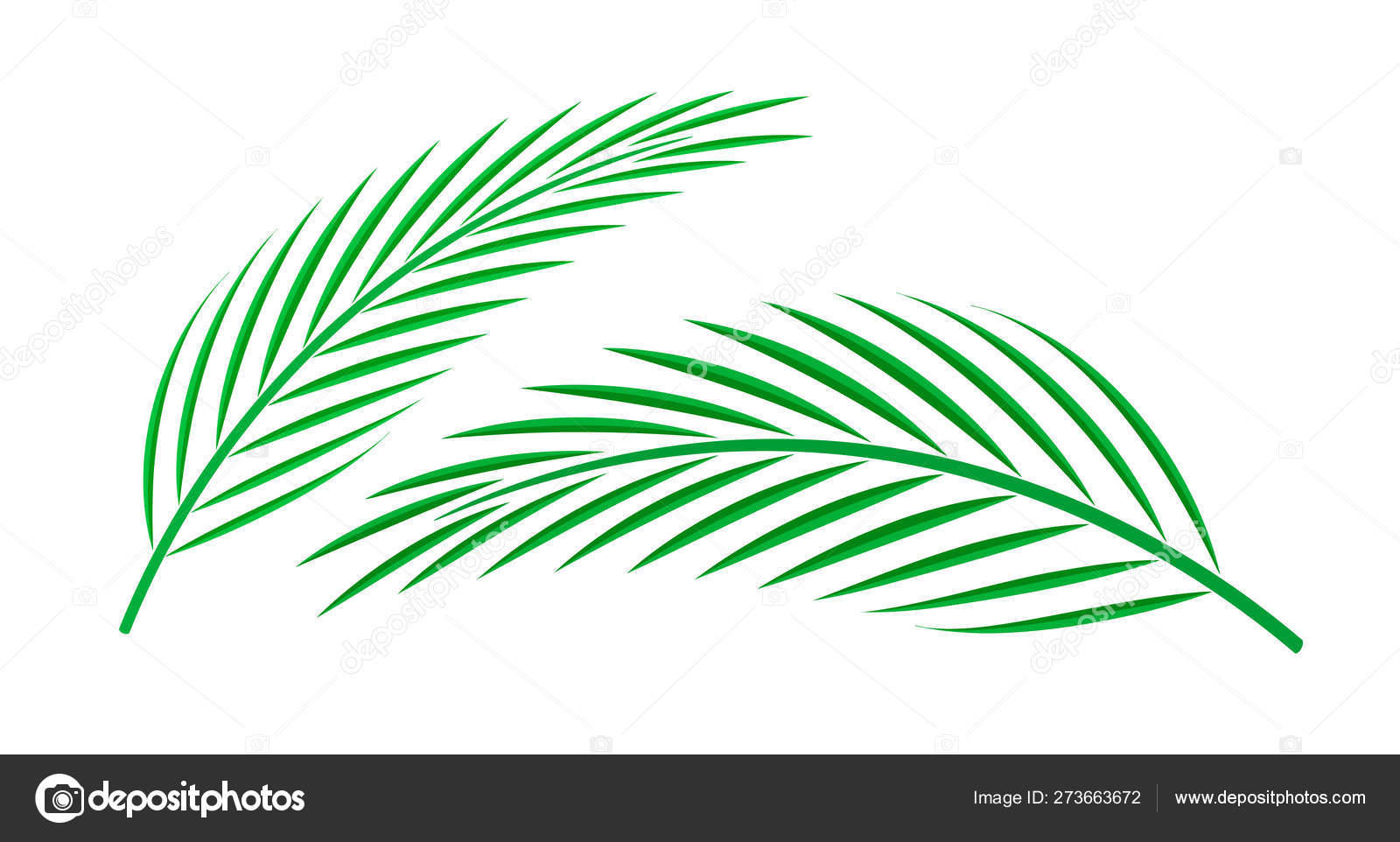 Coconut Palm Leaf Isolated White Background Coconut Stem Clip Art Stock